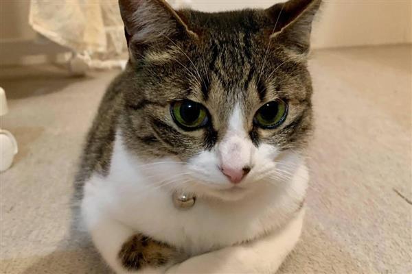 猫咪多久洗一次澡，夏季一到两个月洗一次