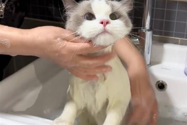 猫咪多久洗一次澡，夏季一到两个月洗一次