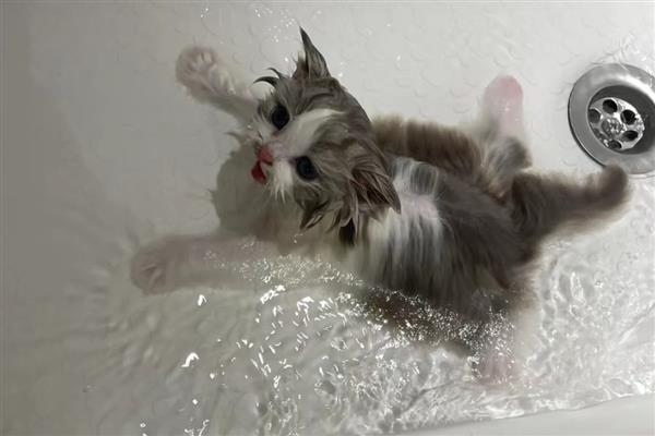 猫咪多久洗一次澡，夏季一到两个月洗一次