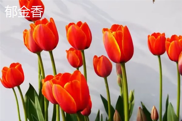 正常异性朋友送什么花合适，推荐百合花、郁金香等