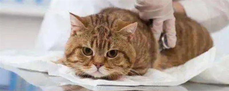 犬猫肾病综合征有什么症状，严重时具有全身水肿、胸腔和腹腔积水等表现