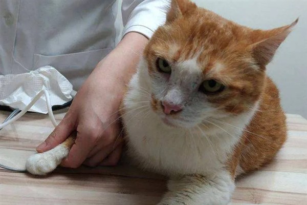 犬猫肾病综合征有什么症状，严重时具有全身水肿、胸腔和腹腔积水等表现