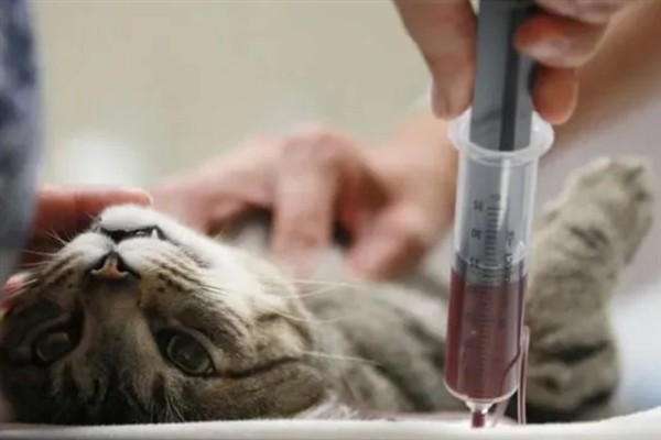 犬猫肾病综合征有什么症状，严重时具有全身水肿、胸腔和腹腔积水等表现