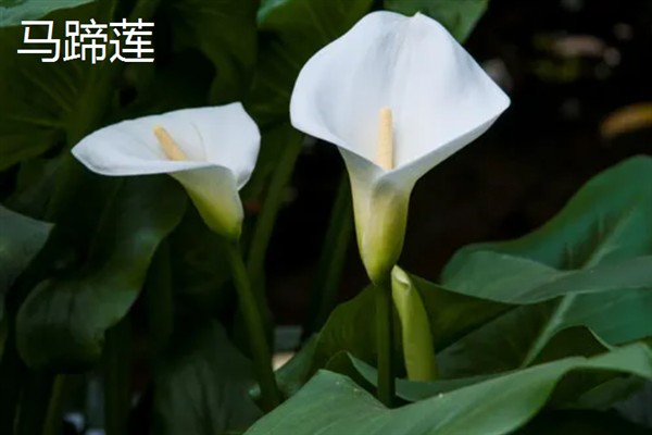 正常异性朋友送什么花合适，推荐百合花、郁金香等