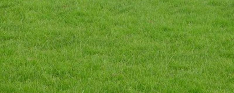 绿化草坪的品种类型，常见马尼拉、百慕大、台湾草等品种