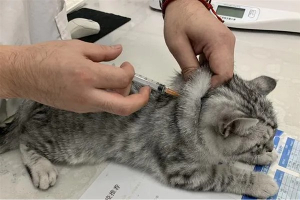 犬猫肾病综合征有什么症状，严重时具有全身水肿、胸腔和腹腔积水等表现