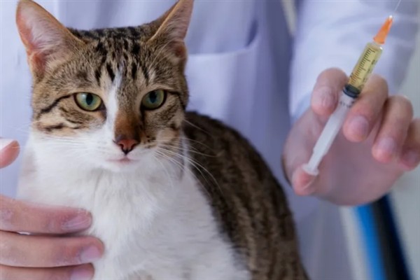犬猫肾病综合征有什么症状，严重时具有全身水肿、胸腔和腹腔积水等表现