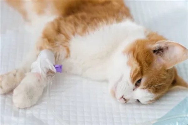 犬猫肾病综合征有什么症状，严重时具有全身水肿、胸腔和腹腔积水等表现