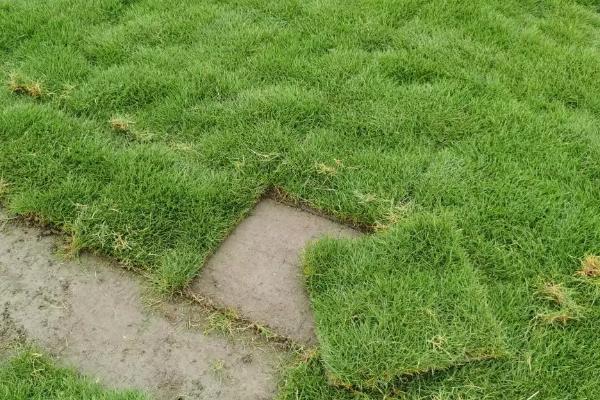 绿化草坪的品种类型，常见马尼拉、百慕大、台湾草等品种