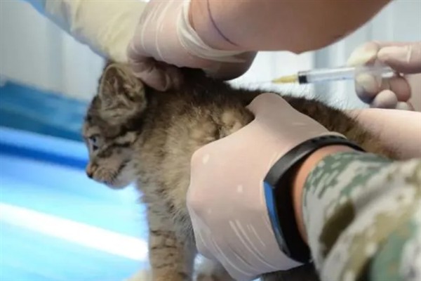 犬猫肾病综合征有什么症状，严重时具有全身水肿、胸腔和腹腔积水等表现