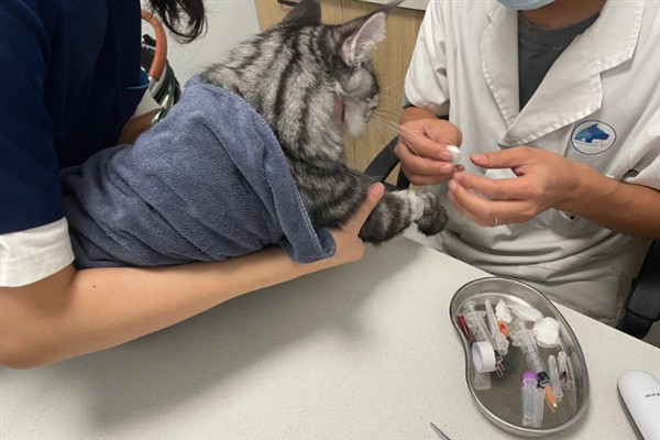 犬猫肾病综合征有什么症状，严重时具有全身水肿、胸腔和腹腔积水等表现