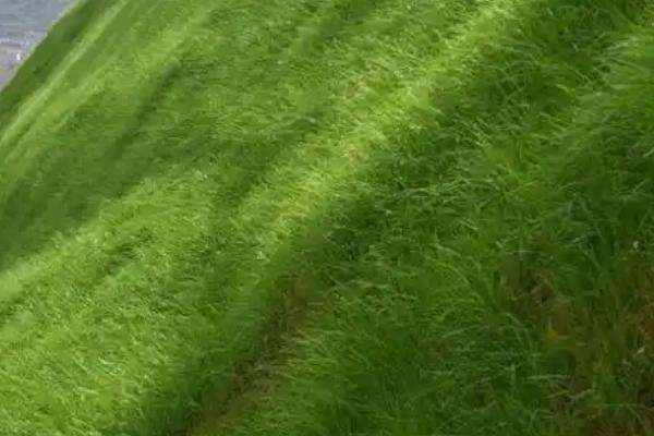 绿化草坪的品种类型，常见马尼拉、百慕大、台湾草等品种