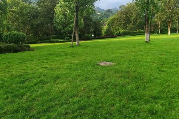 绿化草坪的品种类型，常见马尼拉、百慕大、台湾草等品种