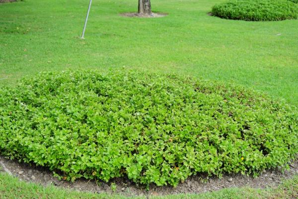 绿化草坪的品种类型，常见马尼拉、百慕大、台湾草等品种