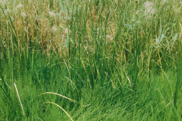 绿化草坪的品种类型，常见马尼拉、百慕大、台湾草等品种