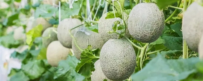 甜瓜的生长过程，分为发芽期、幼苗期、伸蔓期和结瓜期