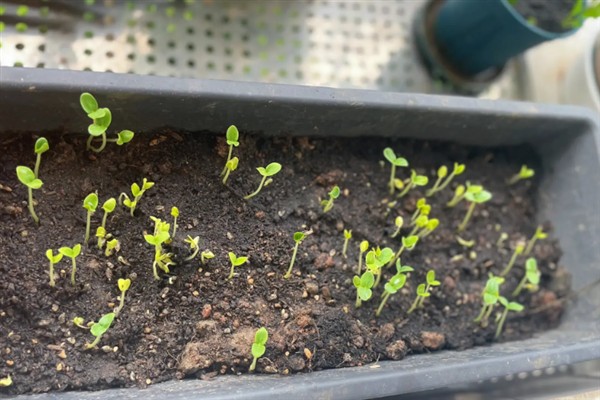 甜瓜的生长过程，分为发芽期、幼苗期、伸蔓期和结瓜期