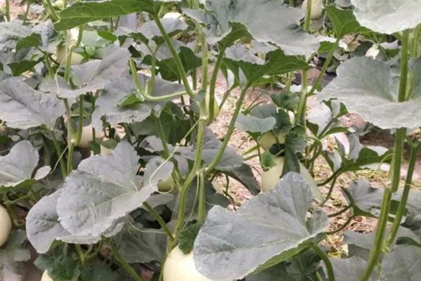 甜瓜的生长过程，分为发芽期、幼苗期、伸蔓期和结瓜期