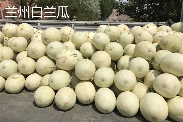 甜瓜的生长过程，分为发芽期、幼苗期、伸蔓期和结瓜期