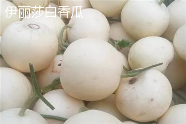 甜瓜的生长过程，分为发芽期、幼苗期、伸蔓期和结瓜期