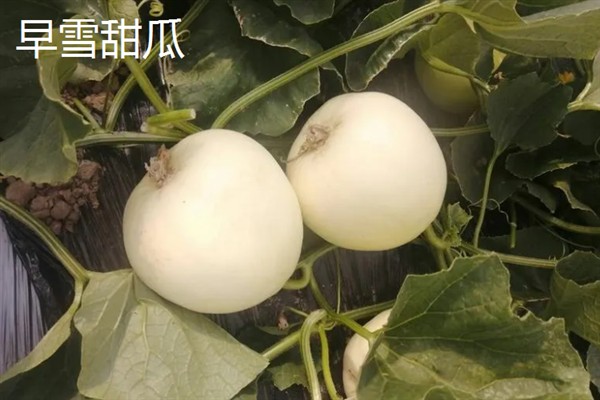 甜瓜的生长过程，分为发芽期、幼苗期、伸蔓期和结瓜期