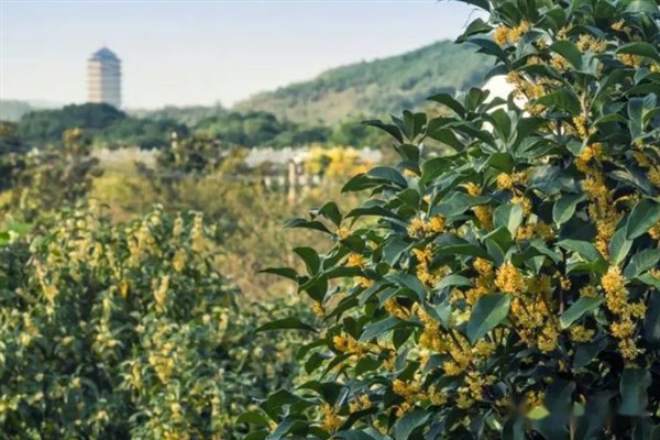 桂花什么时候开花，不同品种的开花时间不同