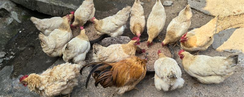 蛋鸡饲料添加剂的原料种类，常见玉米、麦类、豆饼等类型