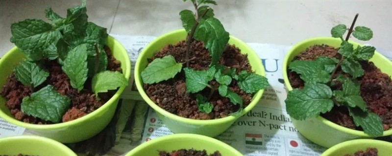 金钱薄荷如何繁殖，可扦插也可分株繁殖
