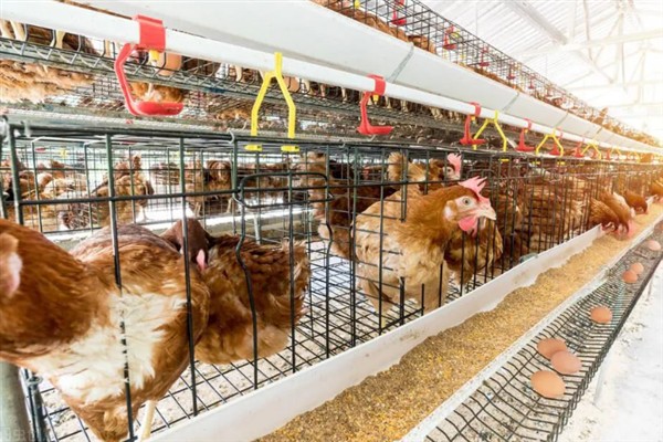 蛋鸡饲料添加剂的原料种类，常见玉米、麦类、豆饼等类型
