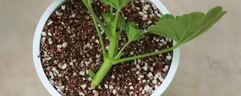 蝴蝶梅如何繁殖，可以采用播种繁殖的方式