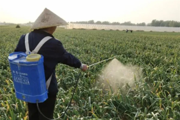 大蒜叶尖发红的原因，可能是营养不良、遭受病害等