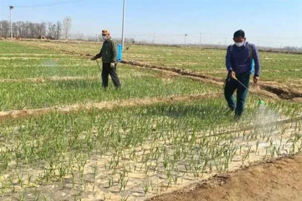 大蒜叶尖发红的原因，可能是营养不良、遭受病害等