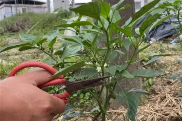 辣椒徒长坐果难怎么处理，生长期对钾肥的需求量最大