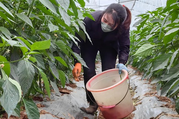 辣椒徒长坐果难怎么处理，生长期对钾肥的需求量最大