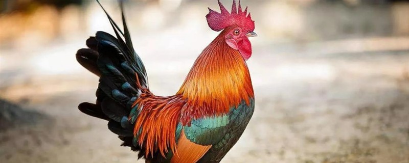公鸡出生多久才可以打鸣，一般达到5-6月龄才具备打鸣能力