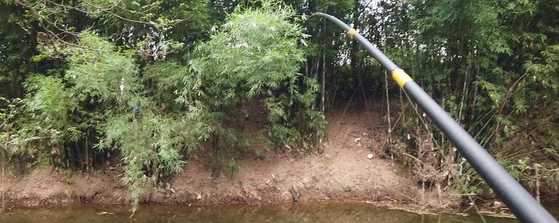 谷麦钓法是指什么,是指用谷麦做饵料的钓鱼技法