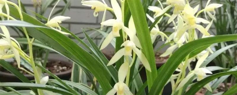 兰花的家养方法，平时每隔5天左右浇一次水