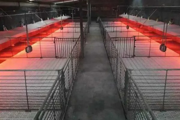 猪舍冬季怎么保暖，使用供热设备可提高温度