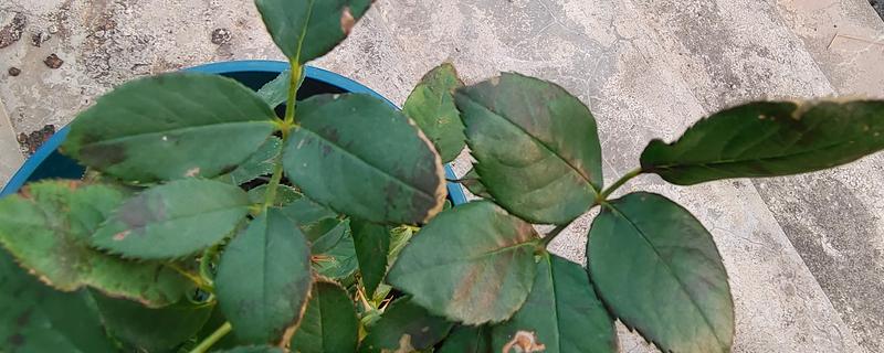 月季芽点发黑的原因，主要是浇水过多、光照过强、遭受虫害所致