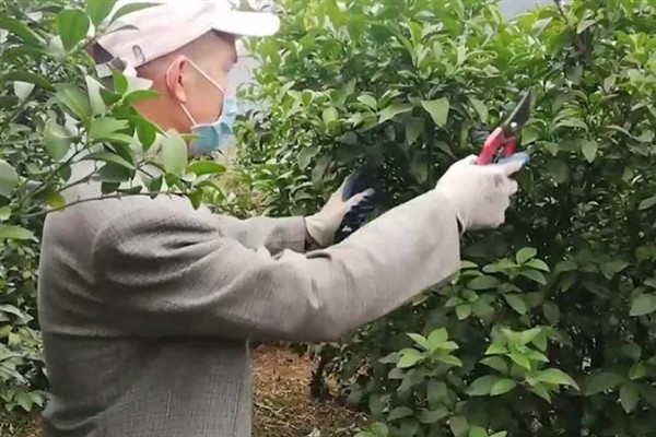 柑橘黑腐病用什么药，发病初期可以用代森锰锌