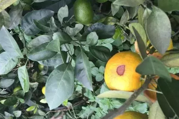 柑橘黑腐病用什么药，发病初期可以用代森锰锌