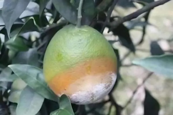 柑橘黑腐病用什么药，发病初期可以用代森锰锌