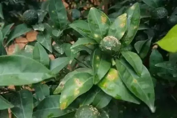 柑橘黑腐病用什么药，发病初期可以用代森锰锌