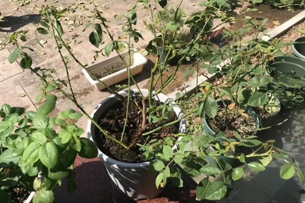 月季芽点发黑的原因，主要是浇水过多、光照过强、遭受虫害所致