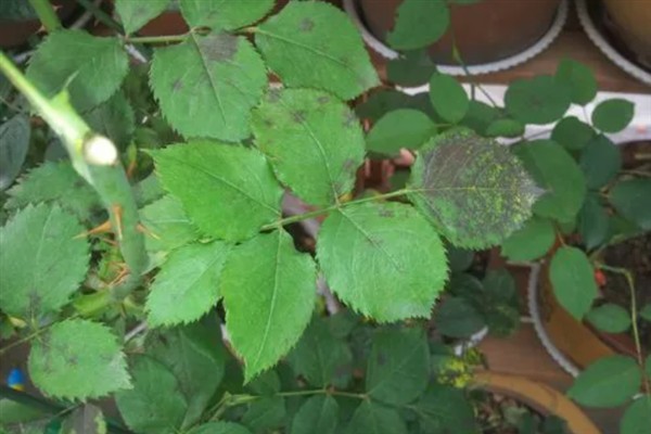 月季芽点发黑的原因，主要是浇水过多、光照过强、遭受虫害所致