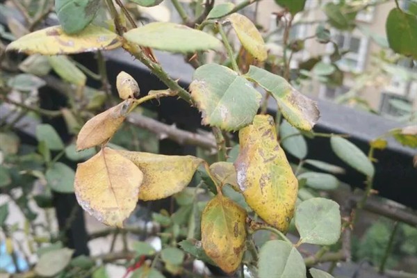 月季芽点发黑的原因，主要是浇水过多、光照过强、遭受虫害所致