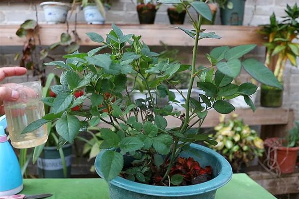 月季芽点发黑的原因，主要是浇水过多、光照过强、遭受虫害所致