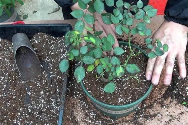 月季芽点发黑的原因，主要是浇水过多、光照过强、遭受虫害所致