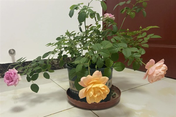 月季芽点发黑的原因，主要是浇水过多、光照过强、遭受虫害所致
