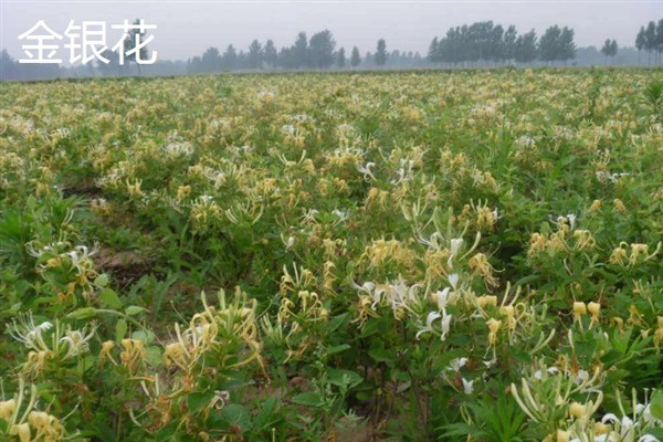 种哪些药材可以赚钱，金银花、桔梗、重楼等品种是适宜选择